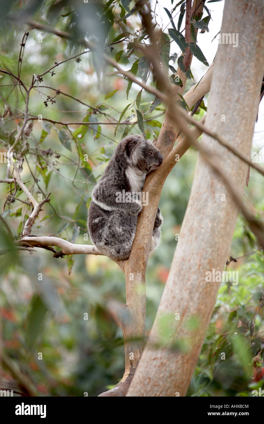 Soft tenero Koala bear riposa in un eucalipto o gomma di albero in Lone Pine Koala Sanctuary riserva faunistico Zoo Brisbane Queensland Foto Stock