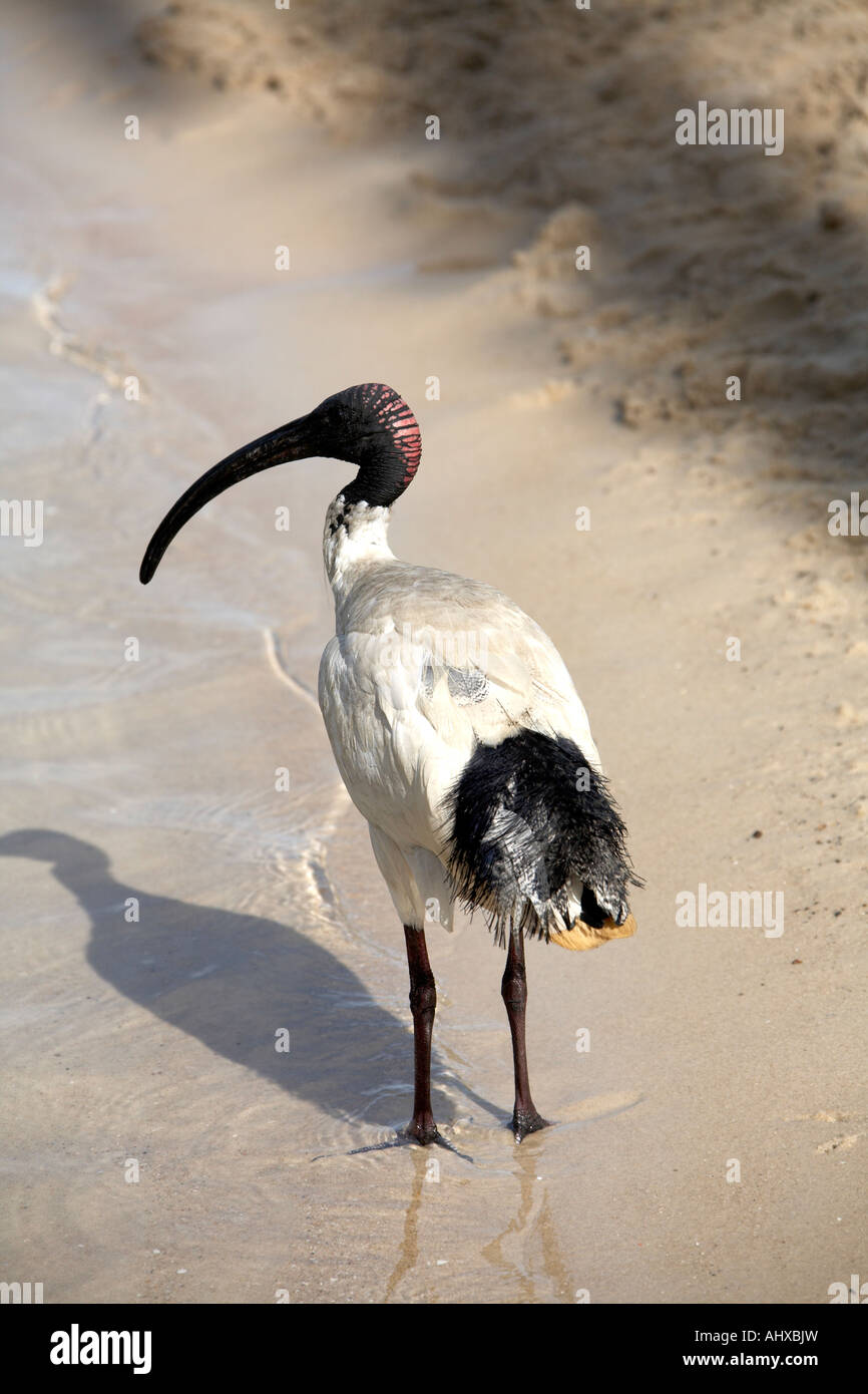 Gru comune bird su strade artificiale sulla spiaggia di South Bank in Brisbane Queensland QLD Australia Foto Stock