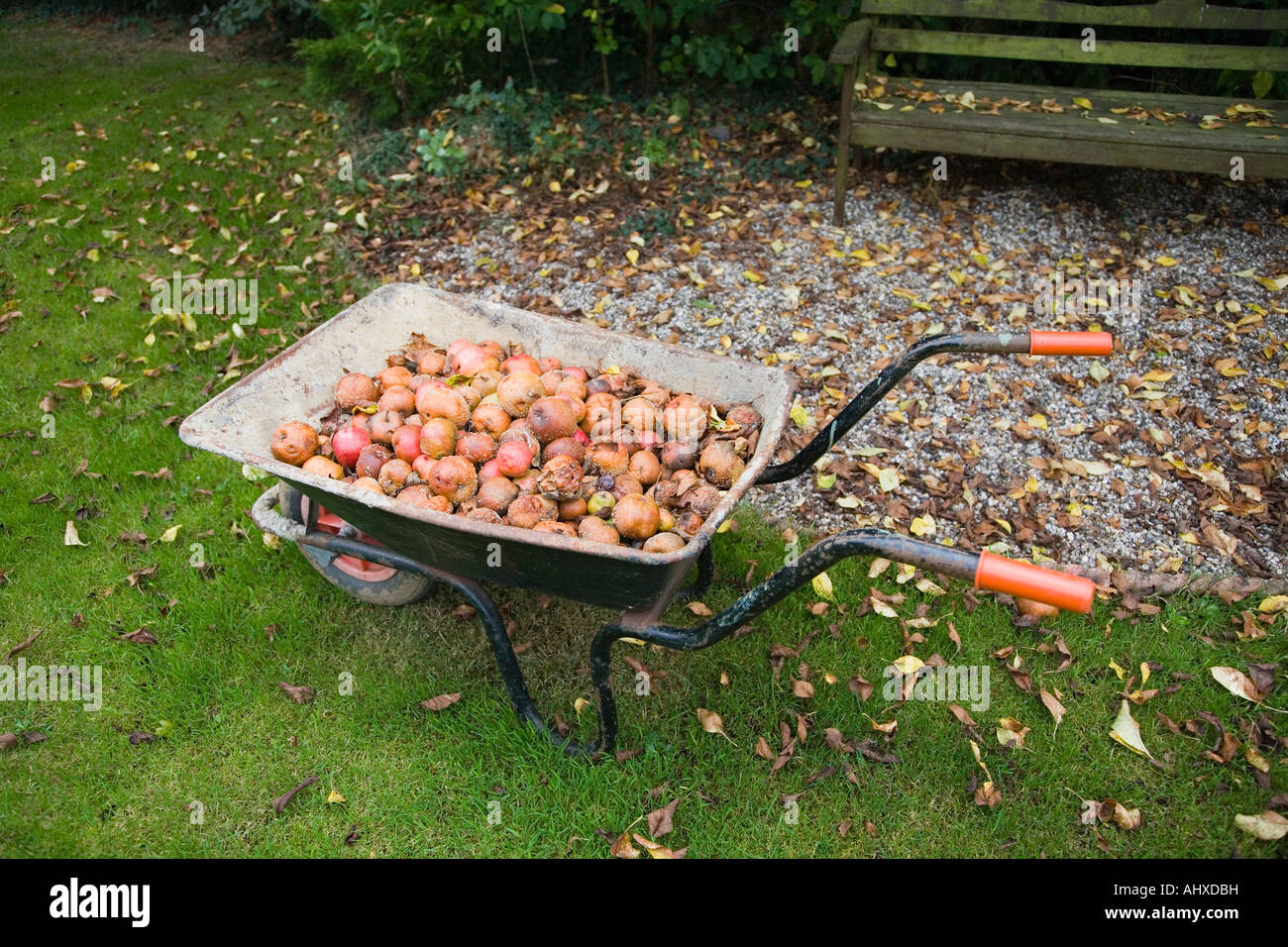 Scesi a mangiare le mele in una carriola. Giardino inglese in autunno. Regno Unito. Foto Stock