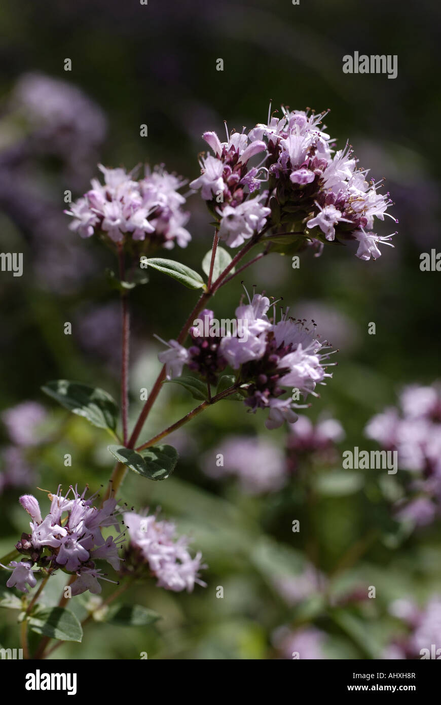 Maggiorana selvatica Foto Stock