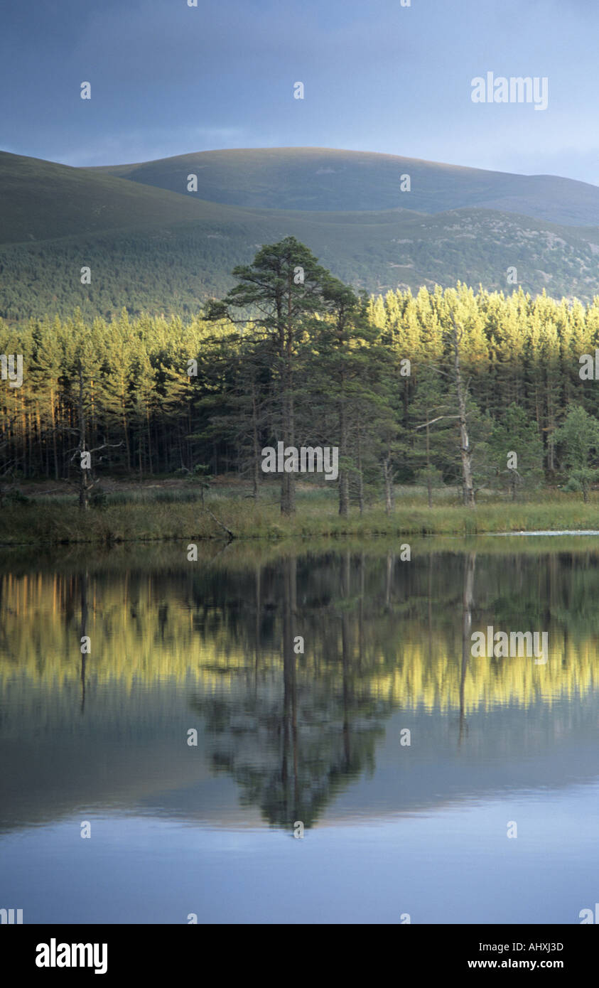 Tree riflessioni Uath Lochans Foto Stock