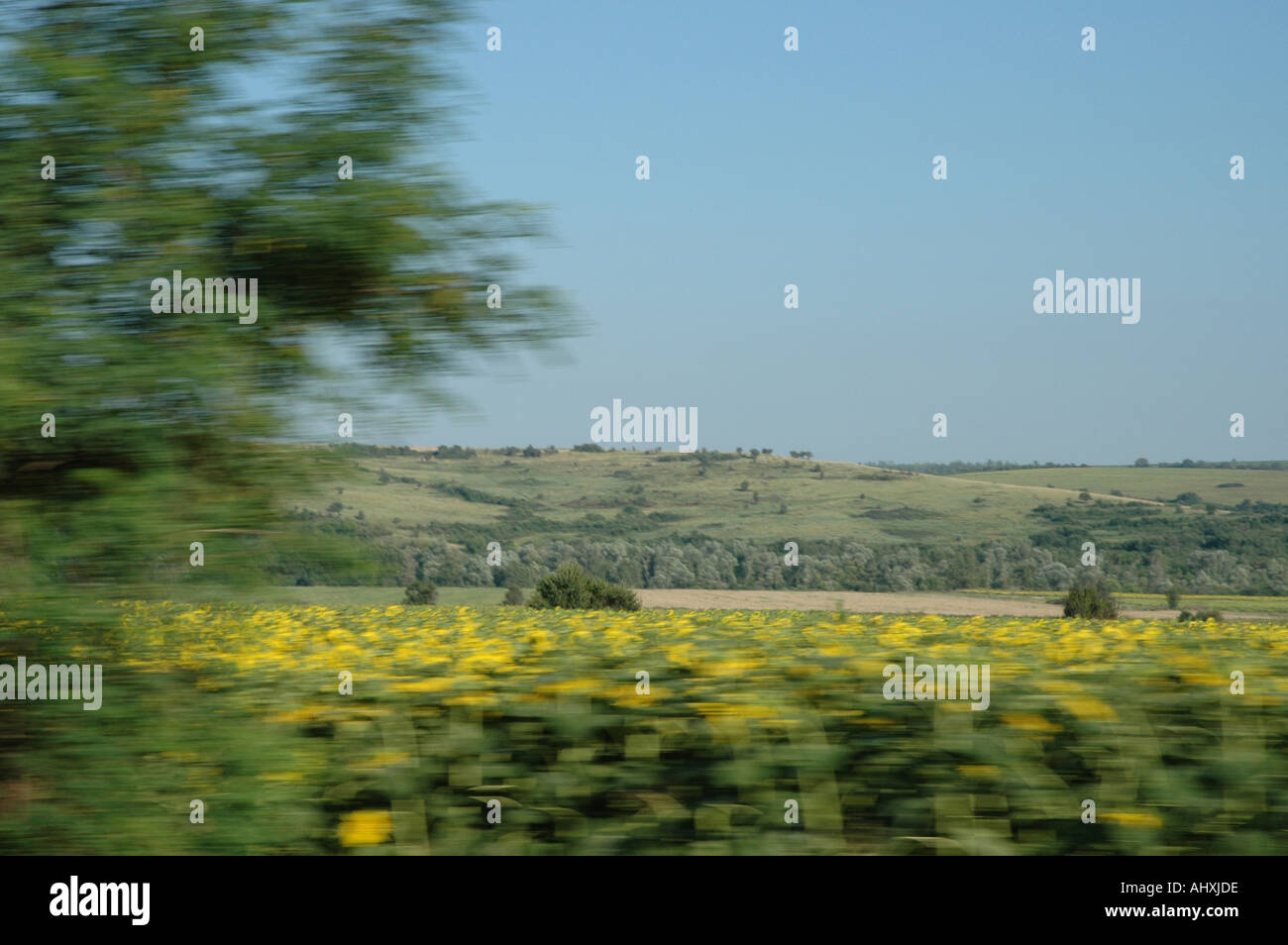 Campo di girasoli nel paese bulgaro Foto Stock