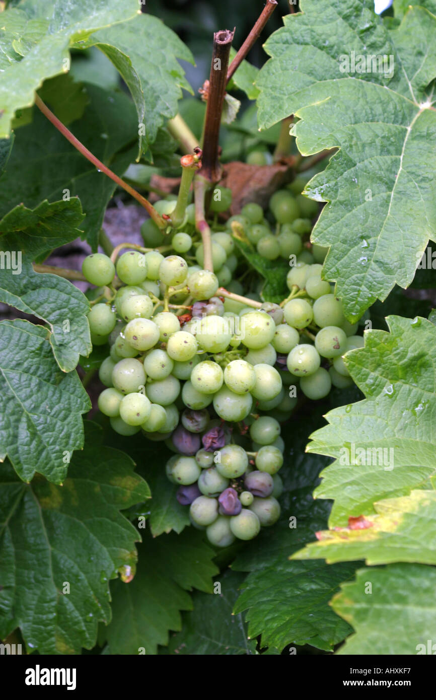 Uva che cresce sulla parete di una Cucina inglese Cucina Giardino Foto Stock