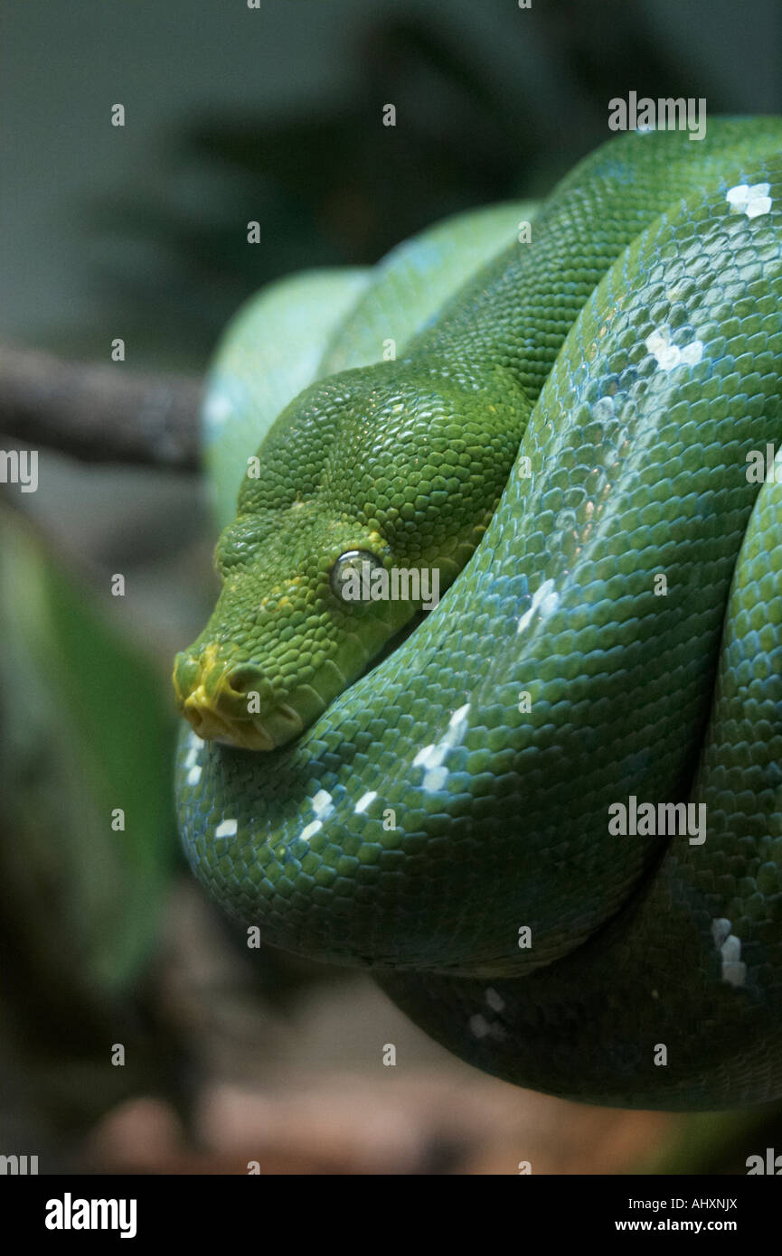 Green Tree Python Morelia viridis Singapore Zoo Foto Stock