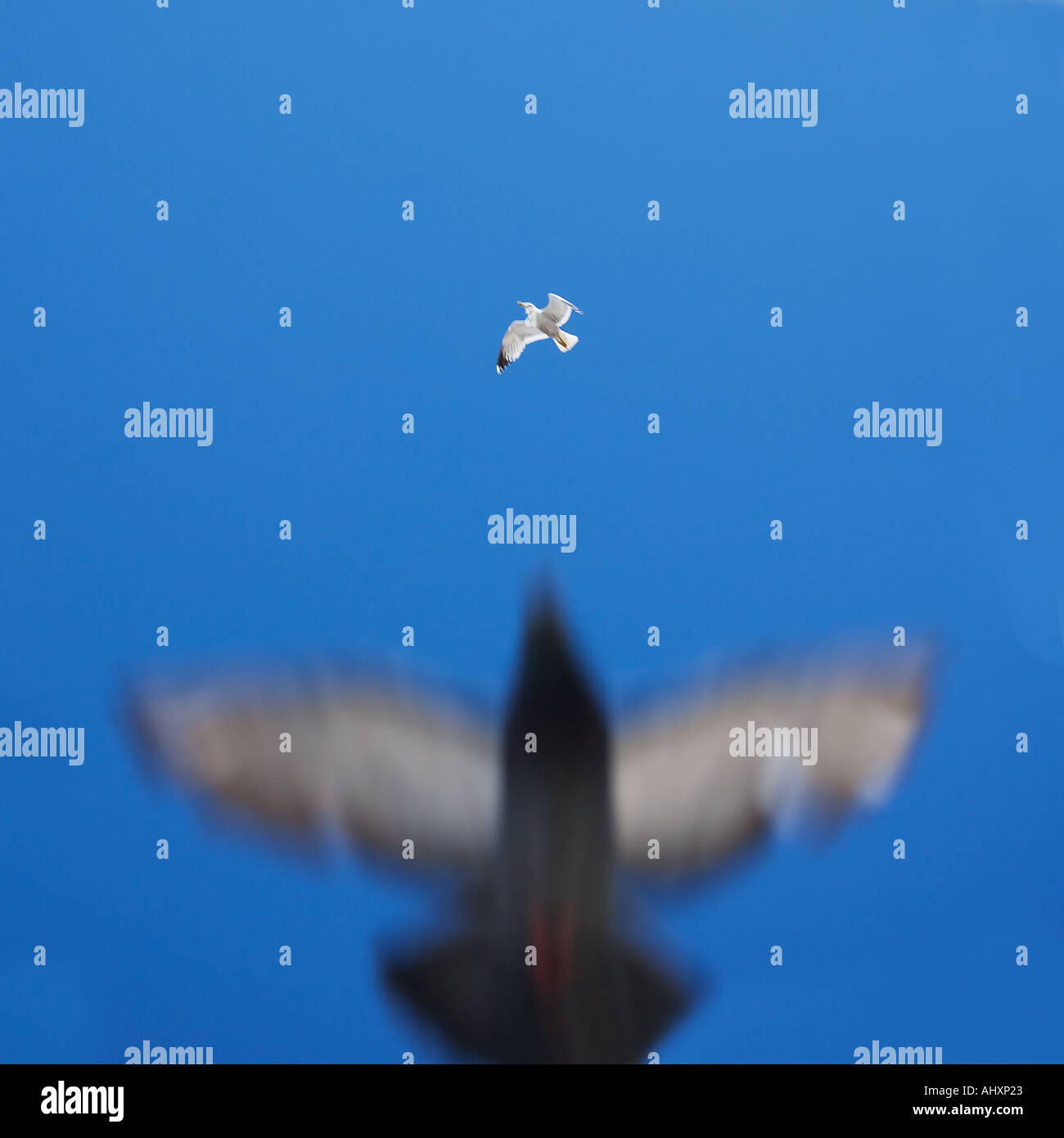 Il lato inferiore del volo degli uccelli Foto Stock