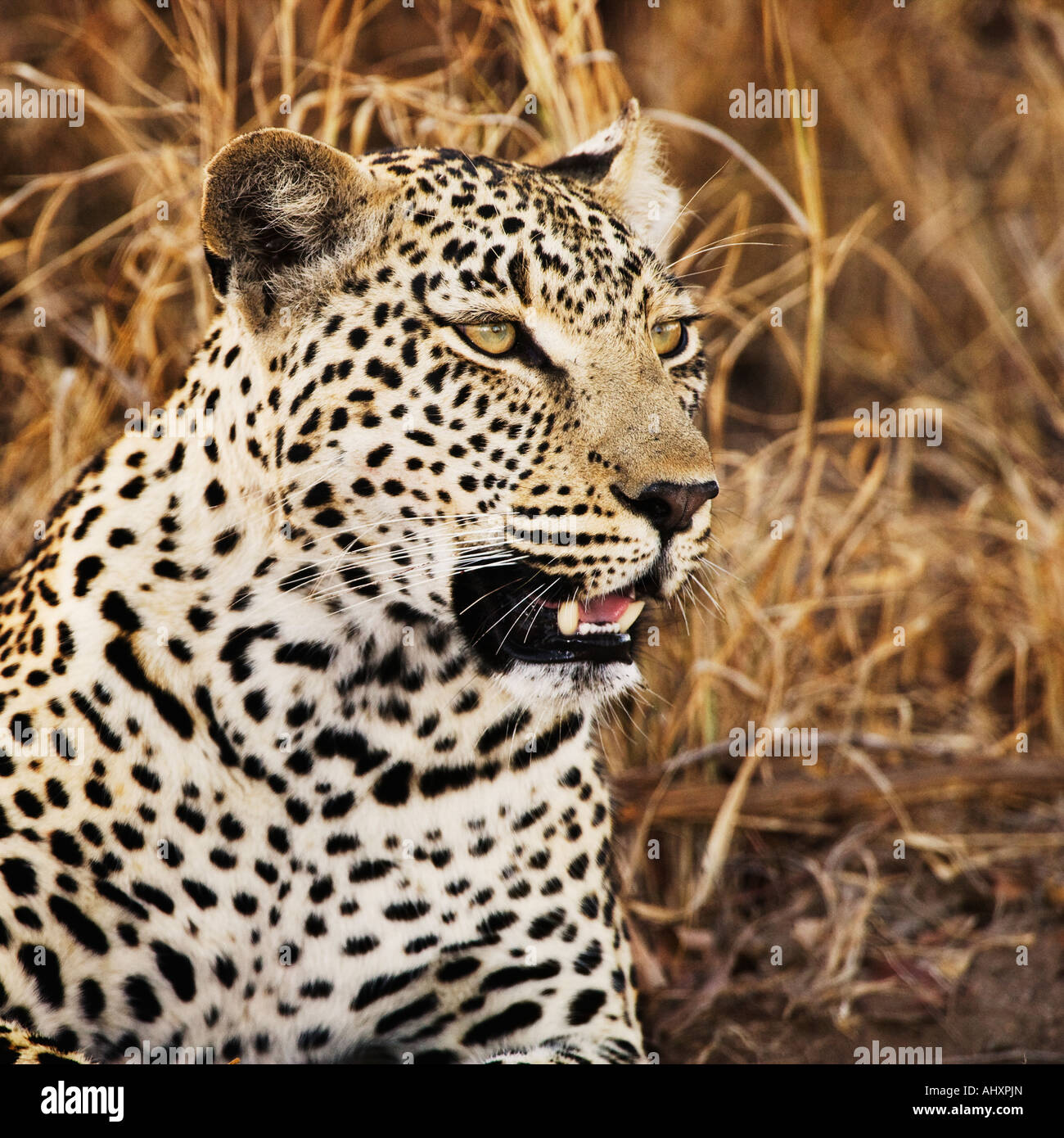 Close up di Leopard Foto Stock