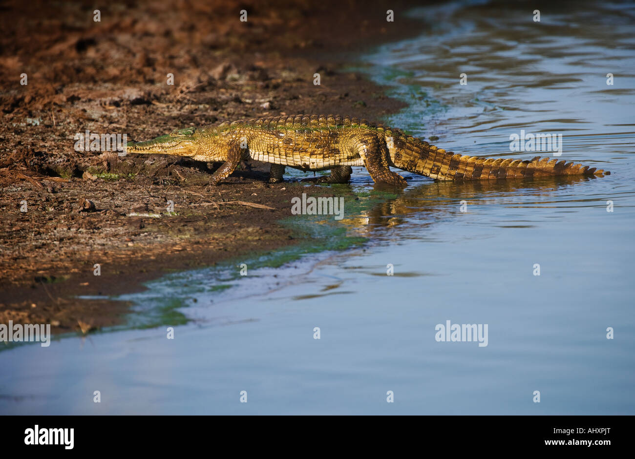 Alligatore a piedi al di fuori dell'acqua Foto Stock