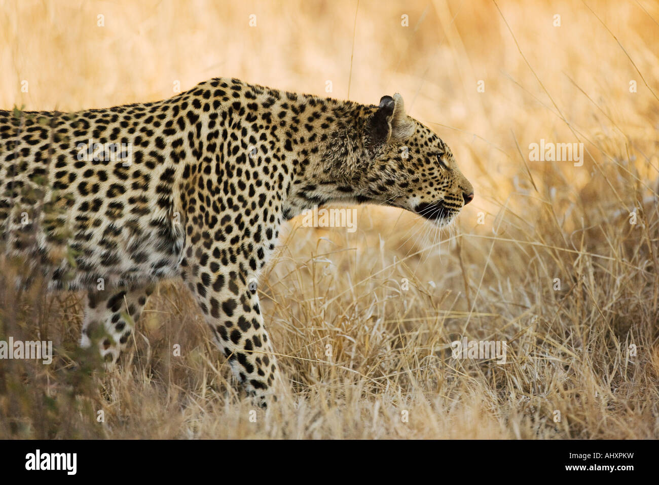 Leopard camminando attraverso l'erba Foto Stock