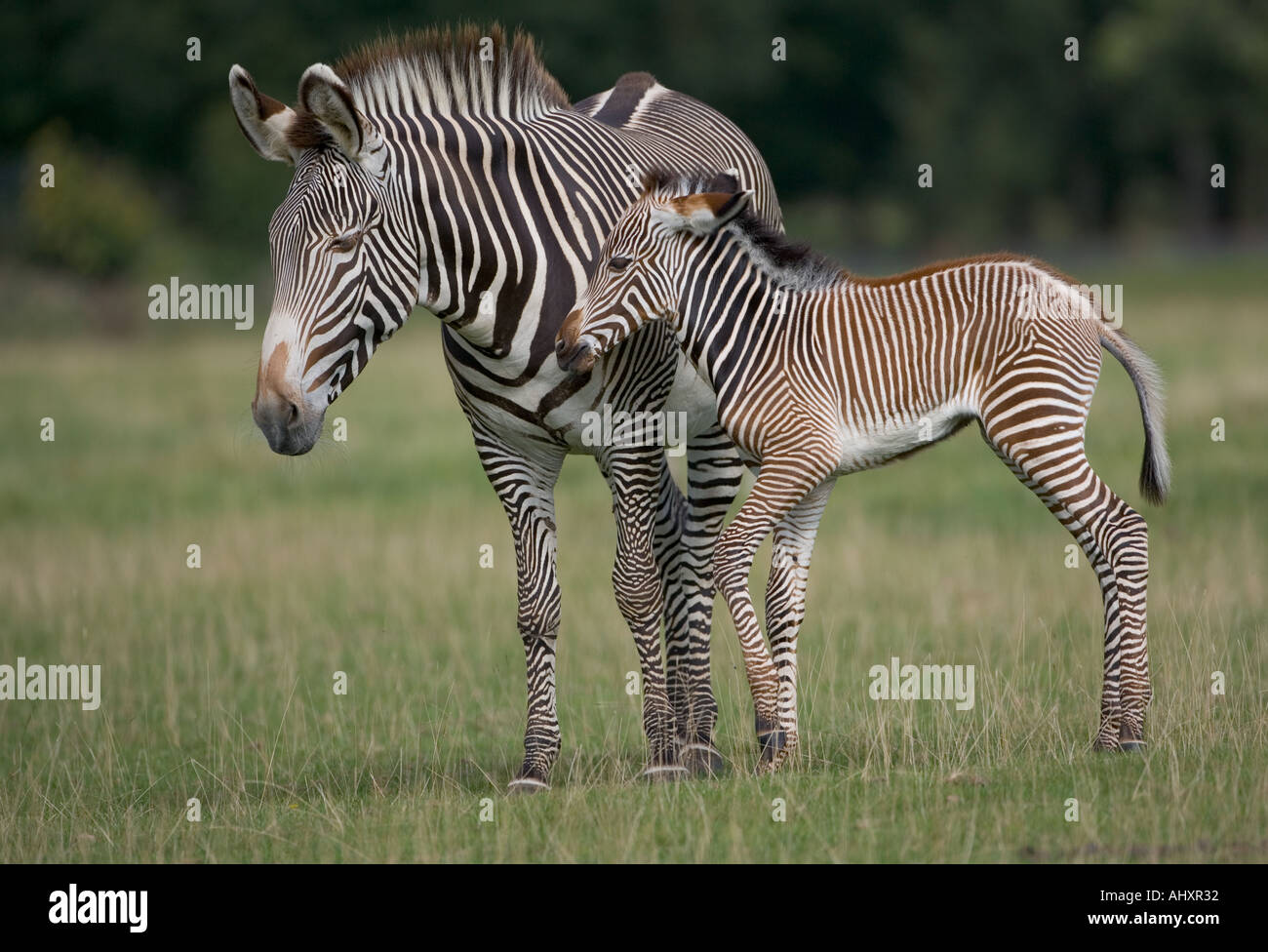 Zebra Grevys Hippotigris grevyi puledro Foto Stock