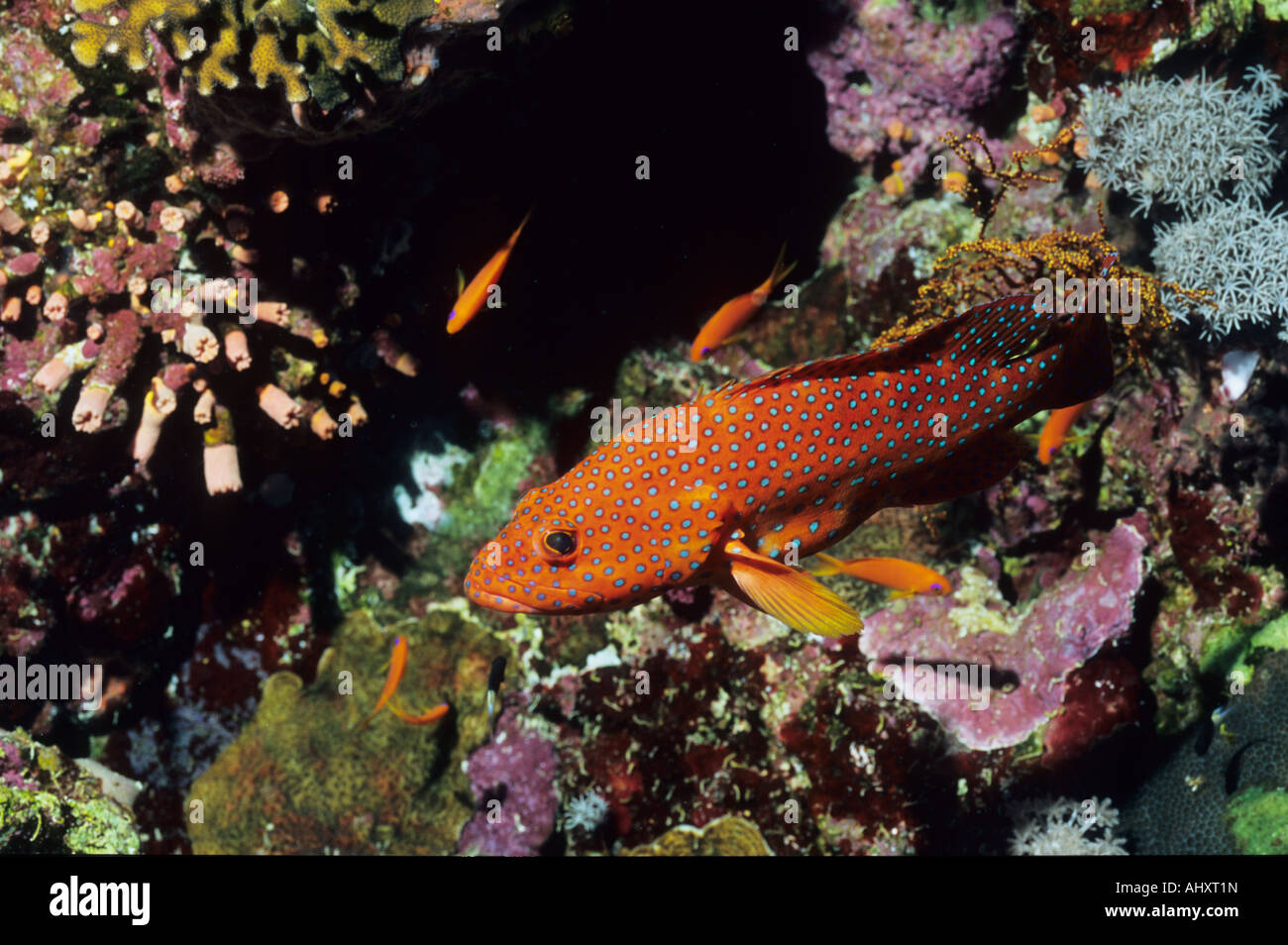 Coral Hind o gioiello raggruppatore (entrambi i nomi si applicano a questo pesce cernia, Famiglia Nome: Epinephelinae. Cephalopholis miniata. Foto Stock
