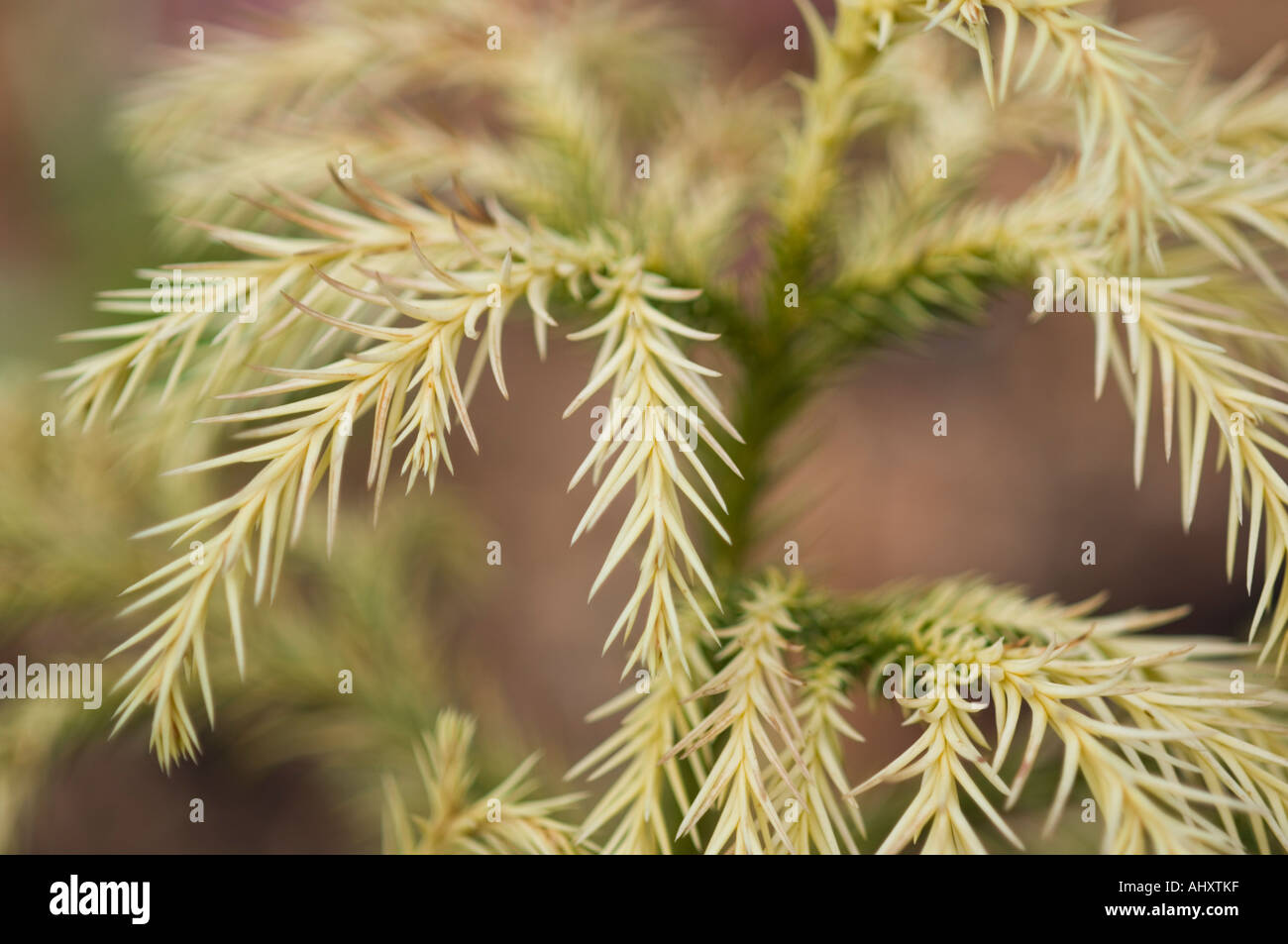 Close up golden cedro giapponese Cryptomeria japonica Sekkan sugi Swamp Cypress famiglia Taxodiaceae Foto Stock