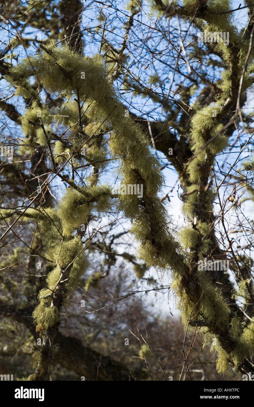 dh Lichen LICHEN UK Scotland Trees Sessil Oak rami con lichen muss usnea filipendula sul ramo bosco scozzese Foto Stock