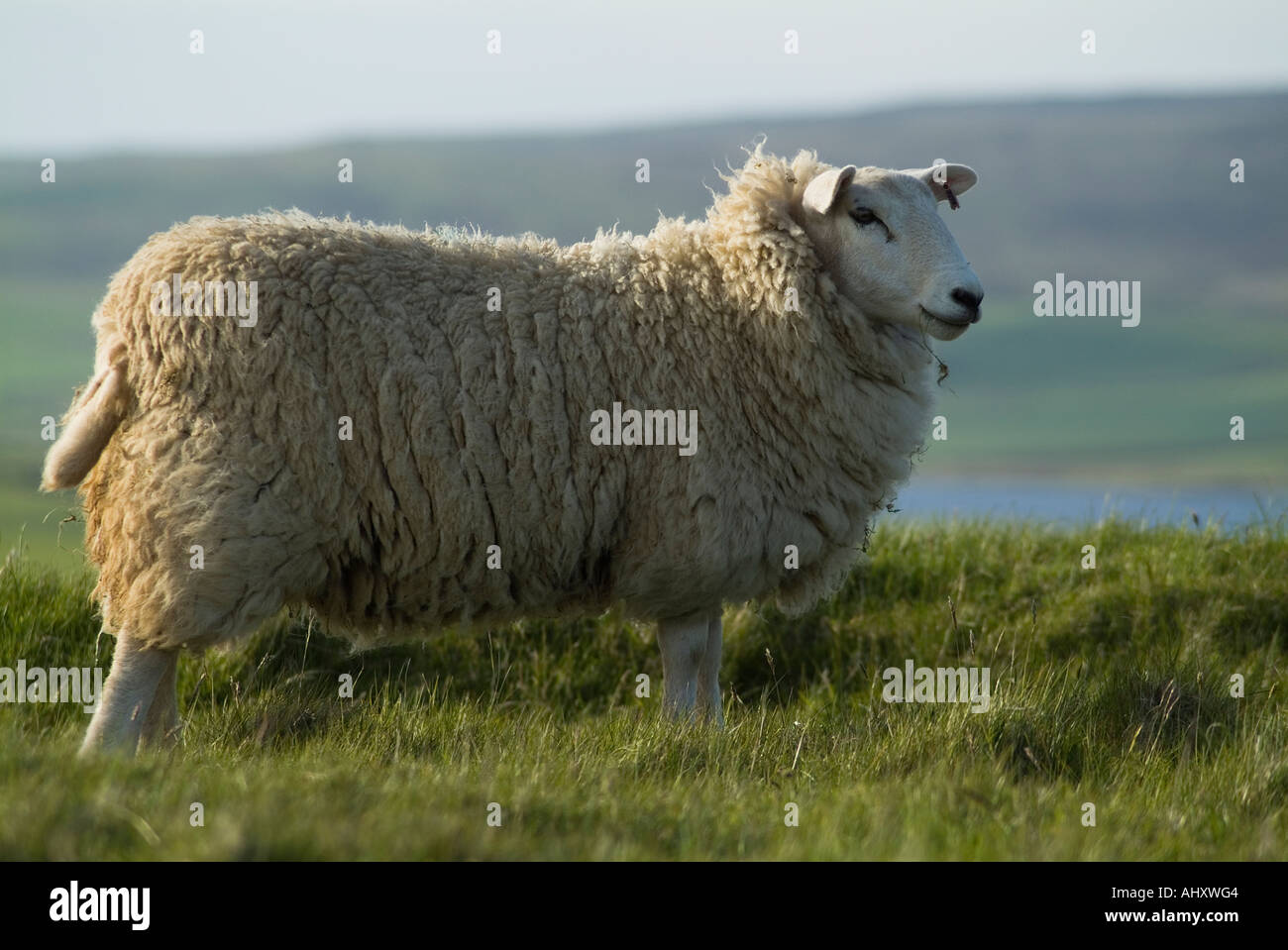 Dh pecore Pecore UK campo hillside Orphir Orkney Foto Stock