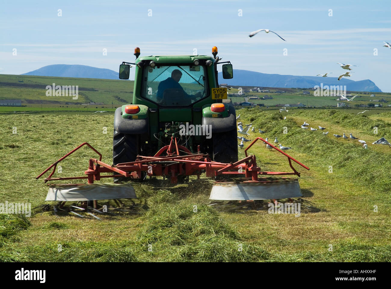 dh HARVESTING UK Tractor rastrellare l'erba di insilato per la raccolta dei gabbiani alimentazione stenness Orkney campo agricolo macchinari agricoli attrezzatura per fieno Foto Stock