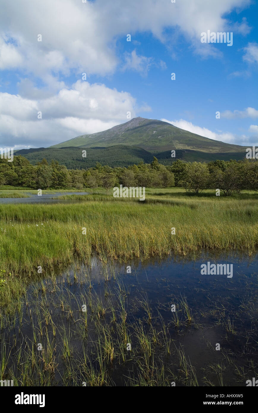 Dh Mountain Schiehallion DUNALASTAIR ACQUA PERTHSHIRE alberi loch erba palustre lochside e la gamma della montagna Foto Stock