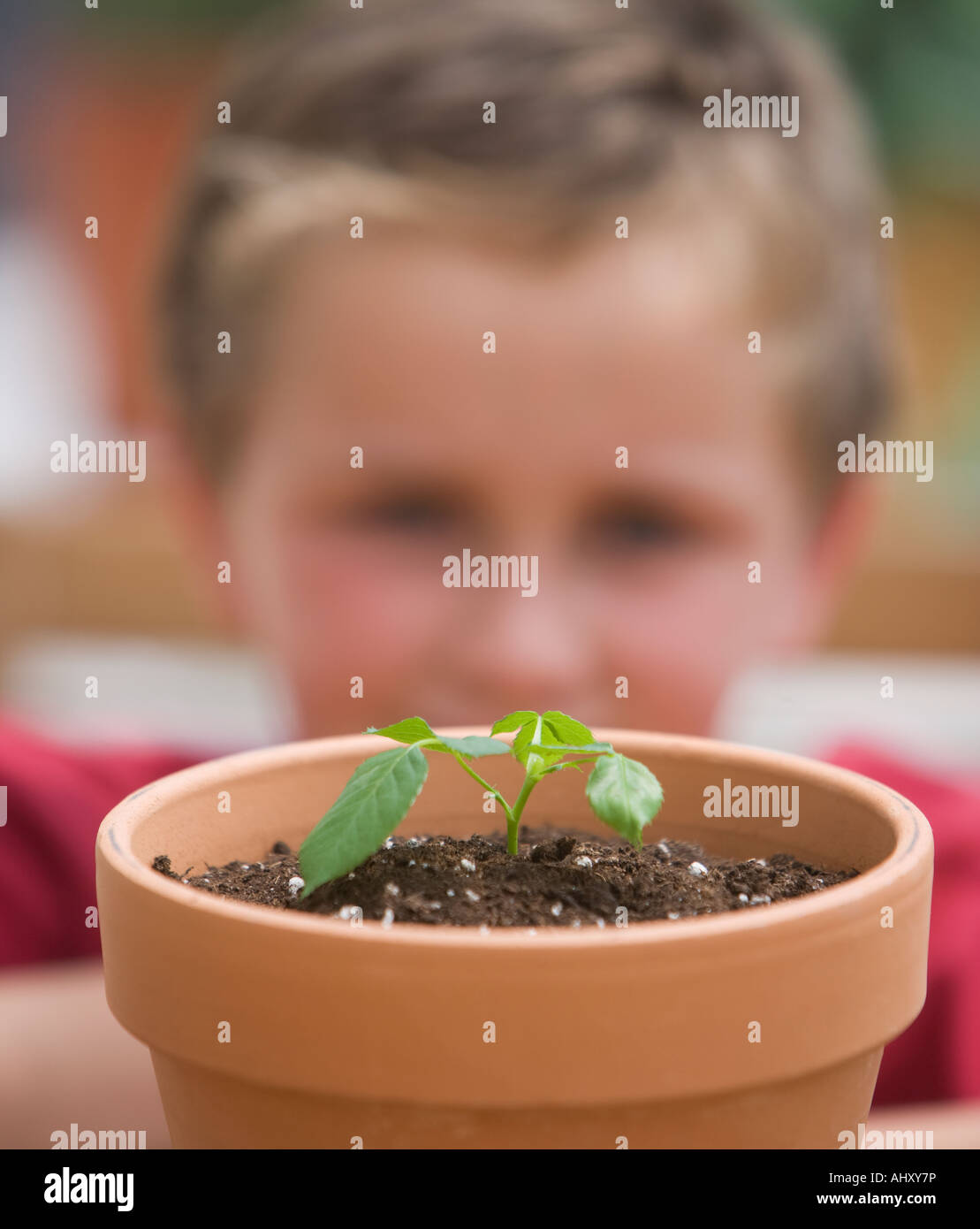 Ragazzo che guarda alla pianta in vaso Foto Stock
