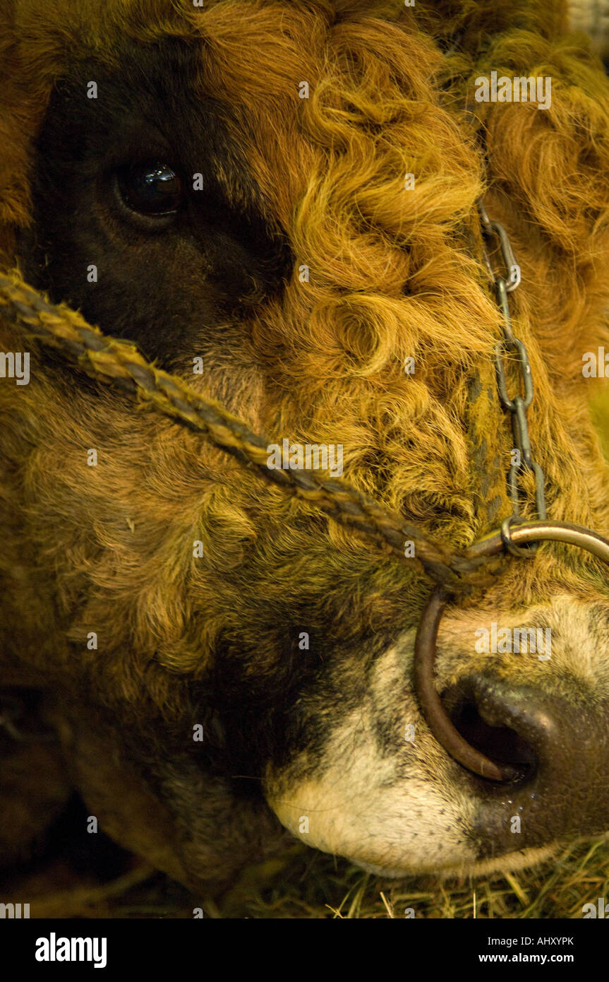 La testa di un toro di razza Aubrac close-up Foto Stock