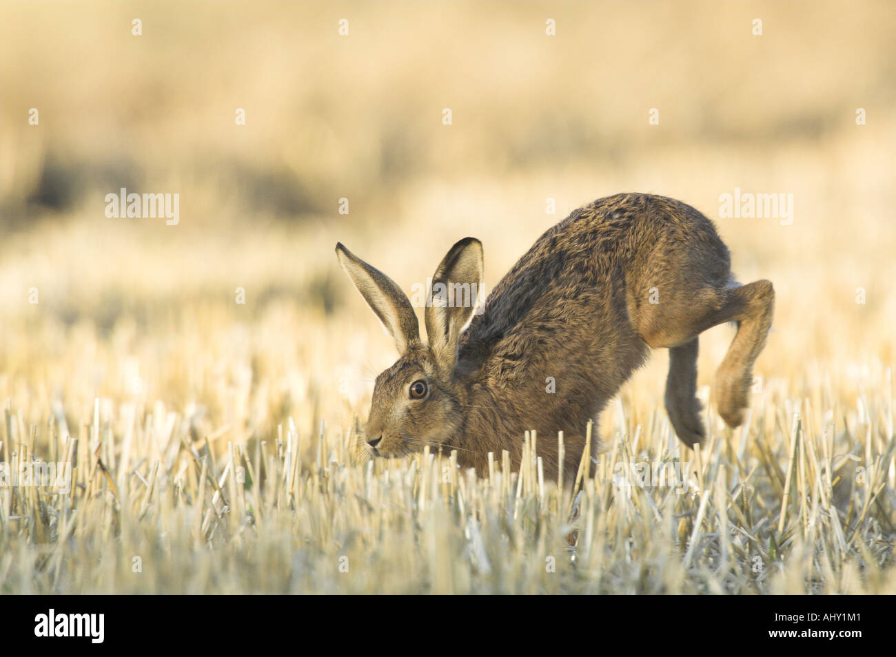 Brown lepre Lepus capensis adulto in stoppie di frumento NORFOLK REGNO UNITO Agosto Foto Stock