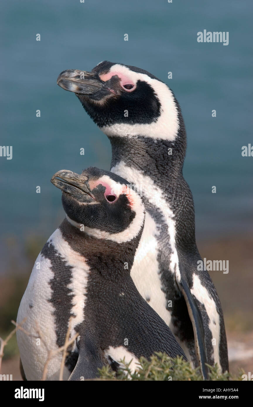 I pinguini di Magellano (Spheniscus magellanicus) Penisola Valdes, Patagonia Argentina Foto Stock