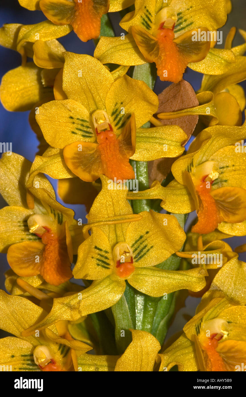 Orchidee selvatiche, PARCO NAZIONALE NAHUEL HUAPI, Patagonia Argentina Foto Stock