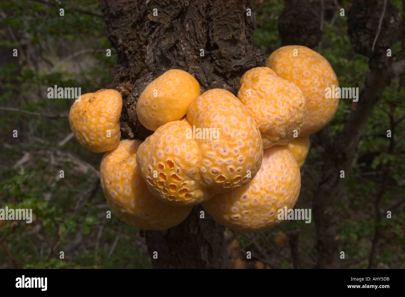 Fungo Llao Llao o pane indiano (Citaria darwini) foreste di faggio Patagonia Argentina Foto Stock