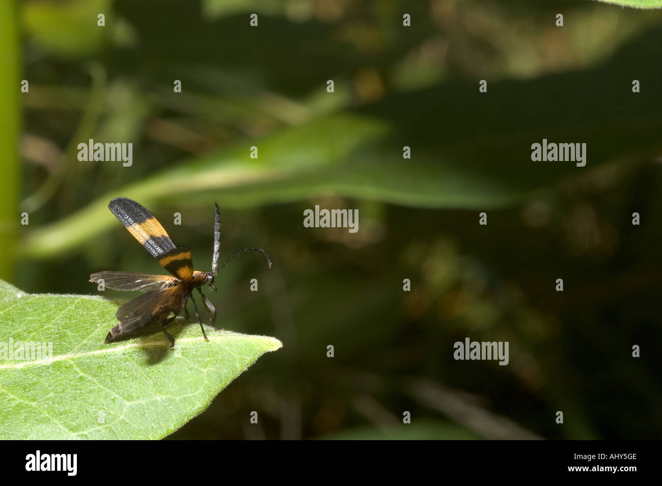 Nastrare net-ala beetle decollare da una foglia con elytra aperto e ali stese. Calopteron reticulatum. Foto Stock