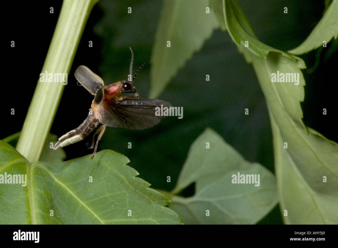 In Pennsylvania Firefly in volo. Photuris pennsylvanicus Foto Stock