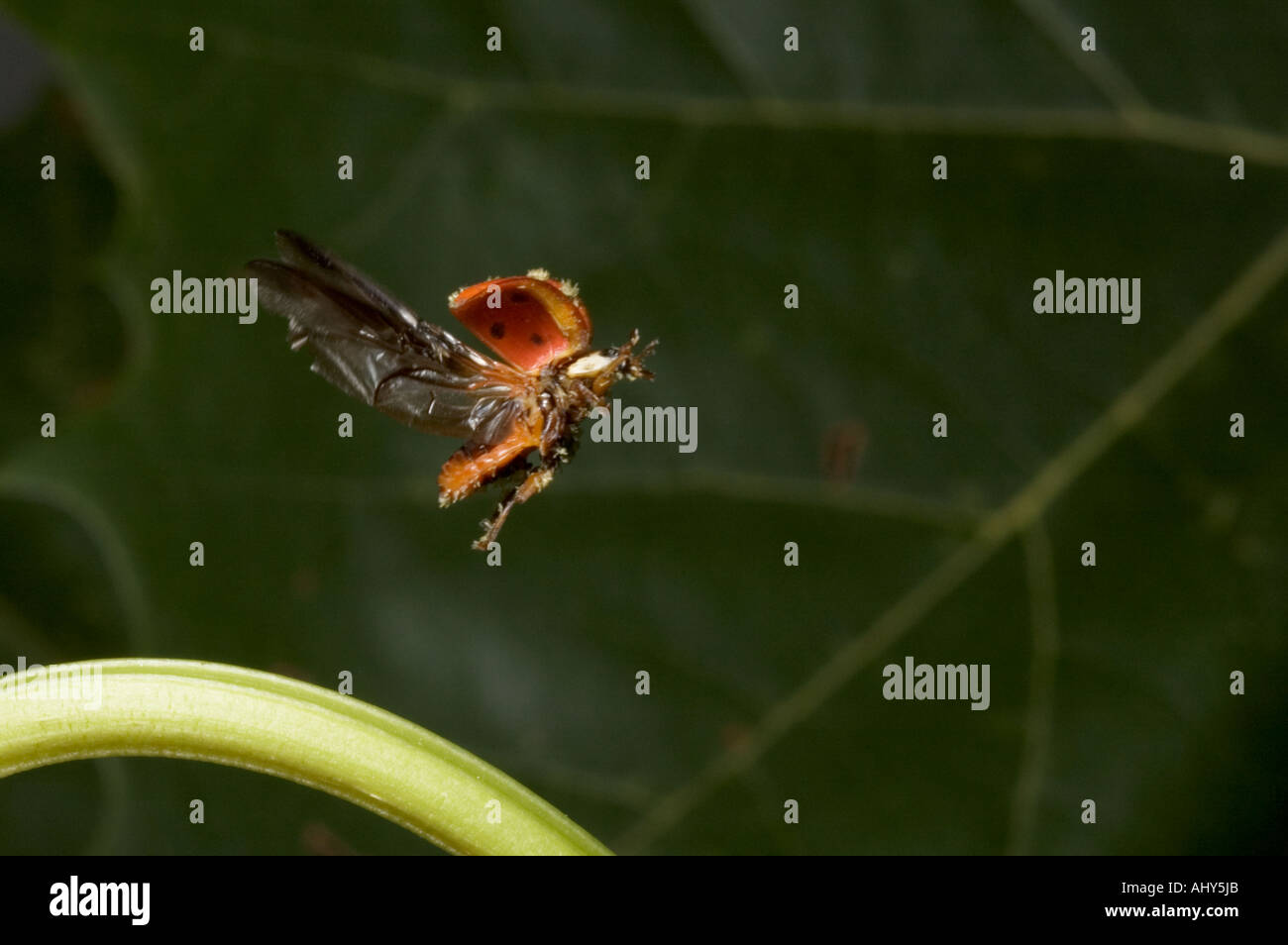 Variopinto Asian Lady beetle in volo. Harmonia axyridis. Foto Stock