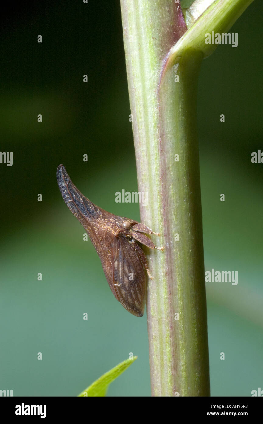 Thorn mimare treehopper Campylenchia latipes assomiglia a spigolo spine su piante ed è difficile da vedere quando si ferma Foto Stock