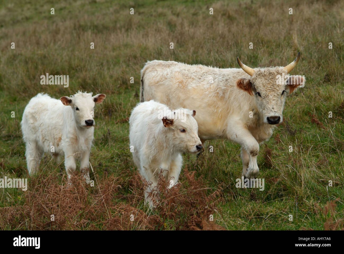 Chillingham Wild Cattle Chillingham Northumberland Inghilterra Foto Stock