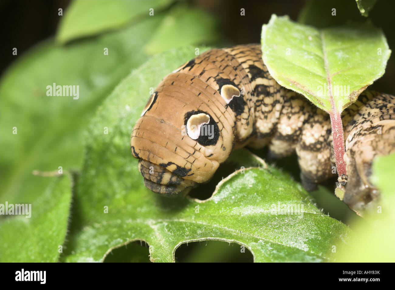 Elephant Hawk Moth caterpillar elpenor dielephila avanzamento sul giardino fucsia Norfolk Inghilterra Settembre Foto Stock