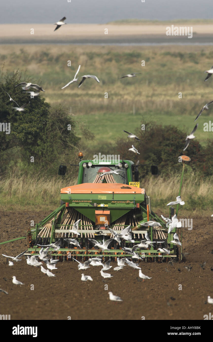 Trattore con una seminatrice Gabbiani seguente mostra saltmarsh e dune costiere in distanza Norfolk Inghilterra Ottobre Foto Stock