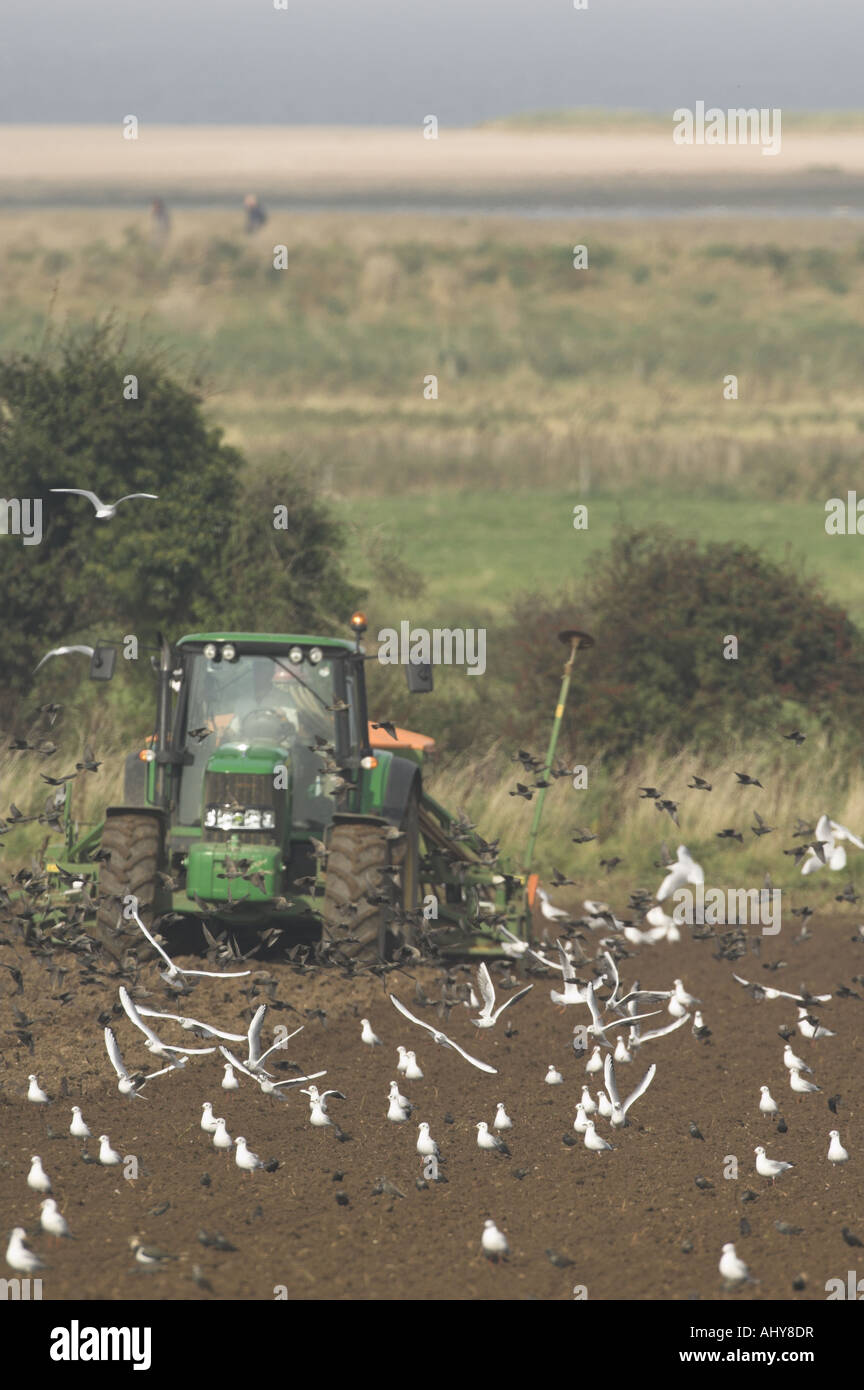 Trattore con una seminatrice Gabbiani storni seguente mostra saltmarsh e dune costiere in distanza Norfolk Inghilterra Ottobre Foto Stock