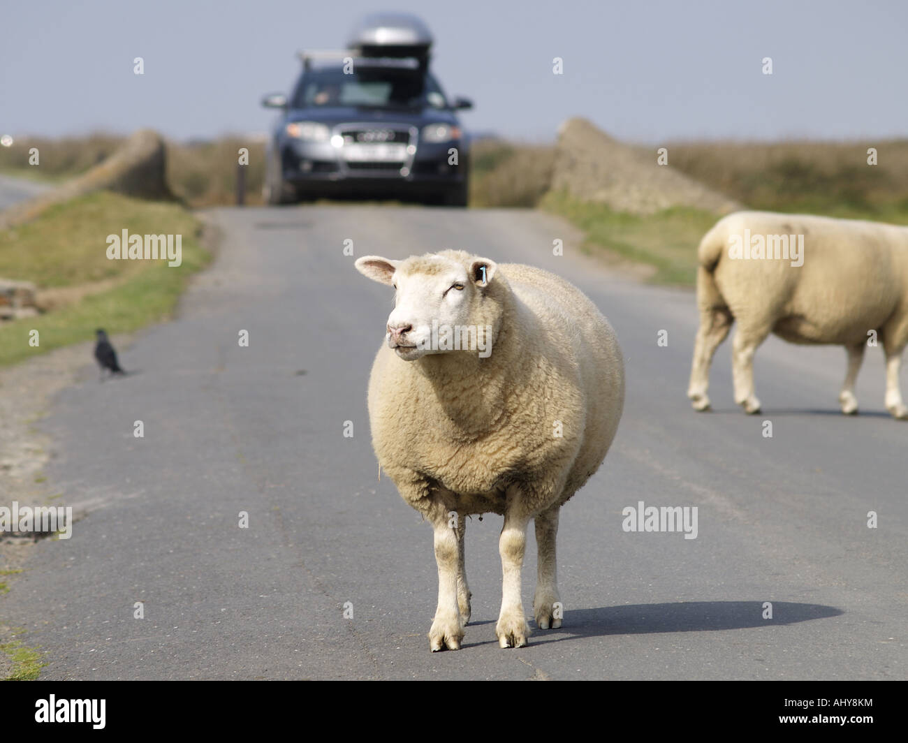 Pecore a piedi lungo la strada verso la telecamera a Northam Burrows, con un aspetto comico sulla sua faccia Foto Stock