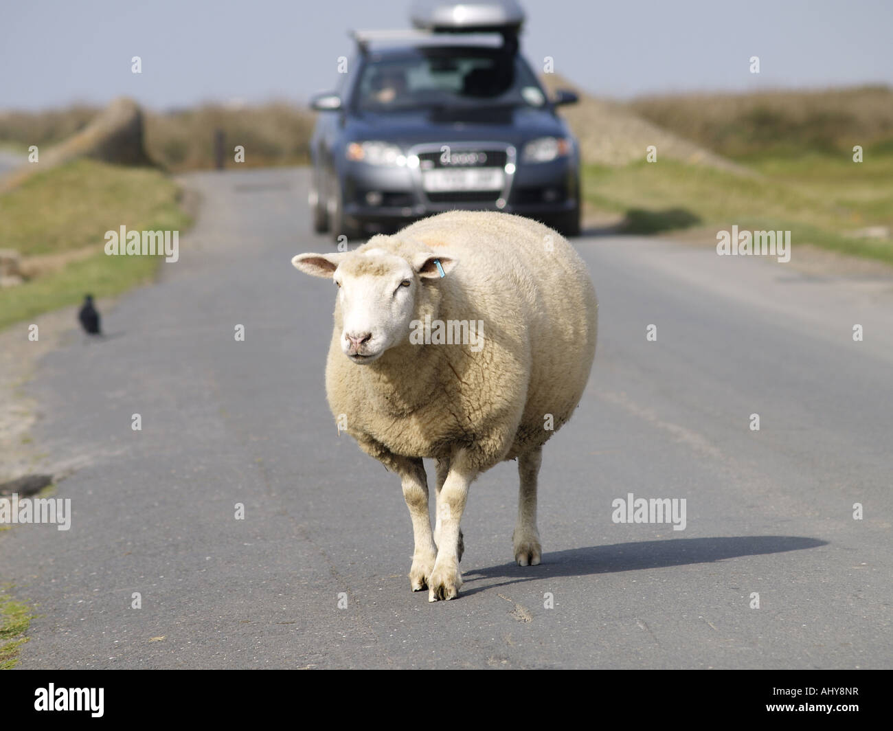Pecore a piedi lungo la strada verso la telecamera a Northam Burrows Foto Stock