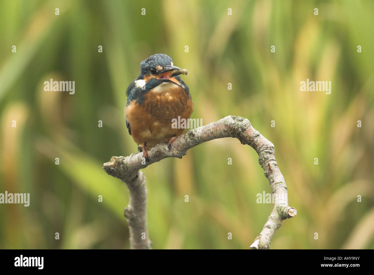 Martin pescatore Alcedo atthis appollaiato su riverside ramoscello con hawker larve di libellula nel becco Norfolk Inghilterra Ottobre Foto Stock