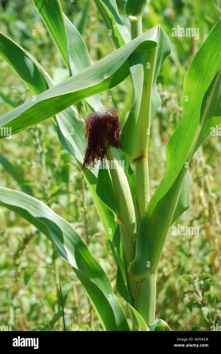 Close-up della pianta di mais, Corfu, Isole Ionie, Grecia Foto Stock