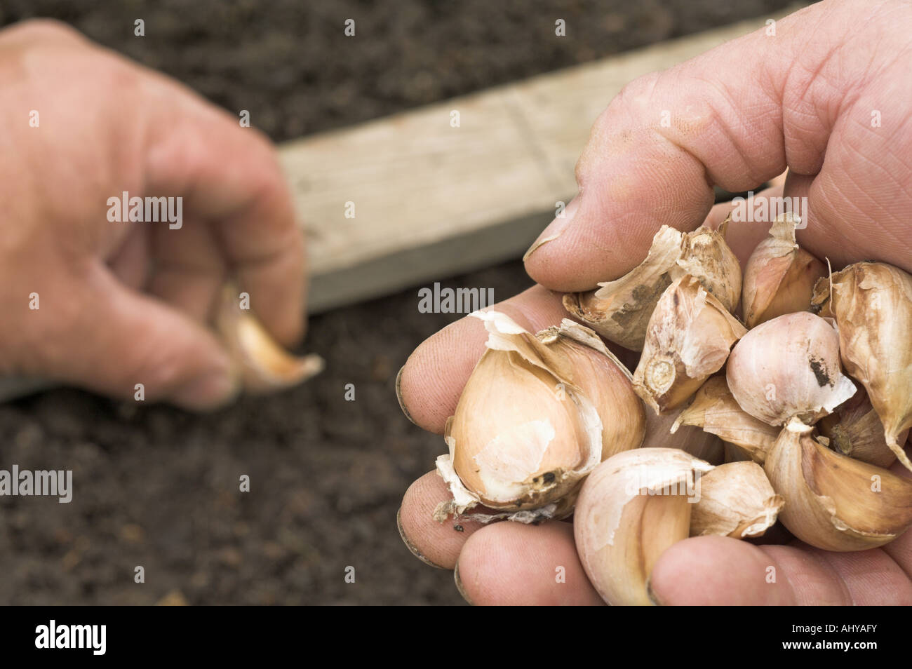 Giardiniere piantare chiodi di garofano di aglio in un orto che mostra da vicino delle mani Foto Stock
