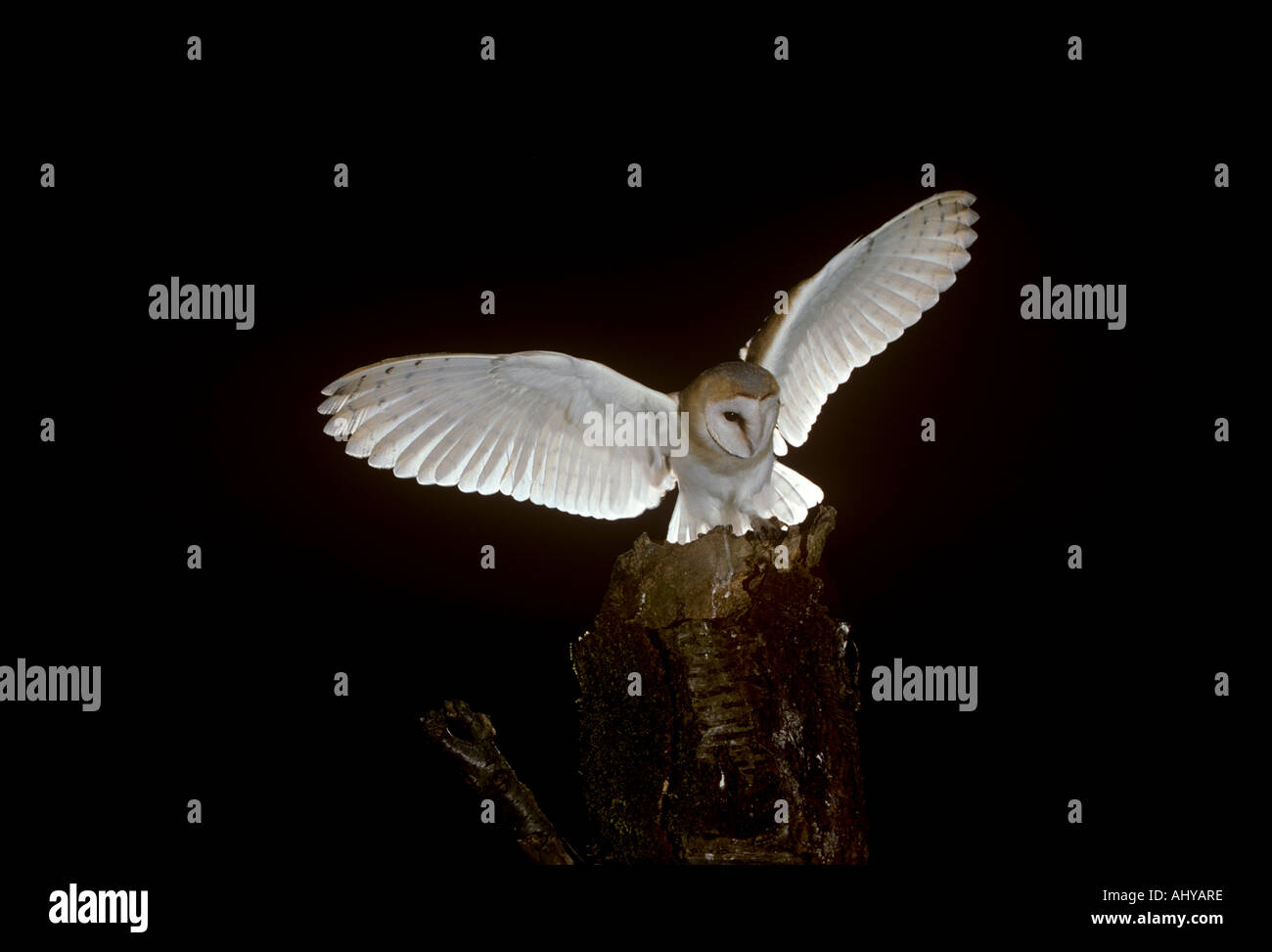 Barn Owl Typto alba atterraggio sul ramo di notte Foto Stock