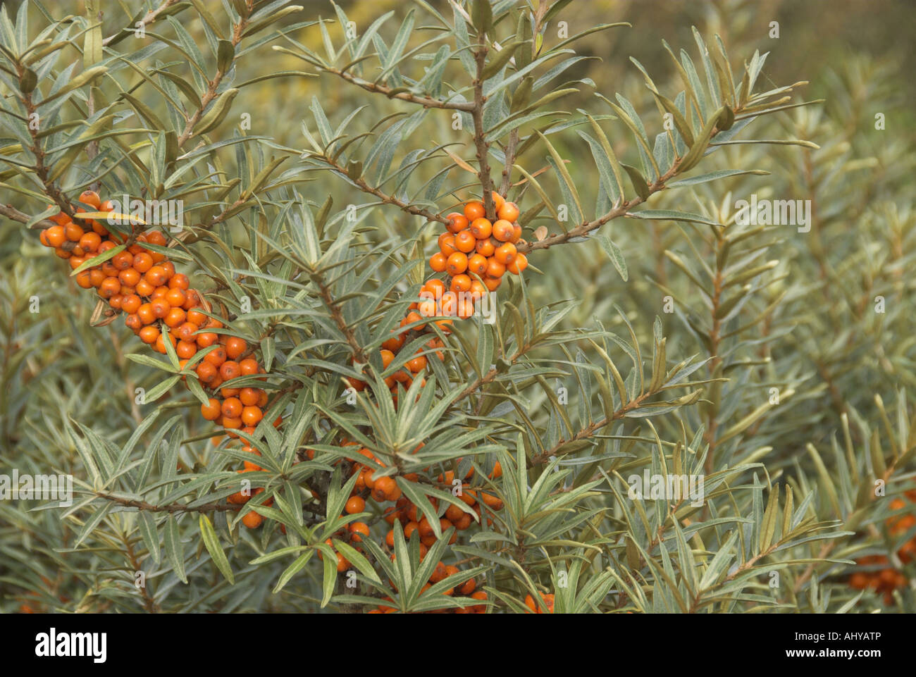 Bacche di olivello spinoso Hippophae rhamnoides nota mostra bacche mature Norfolk Inghilterra Settembre Foto Stock