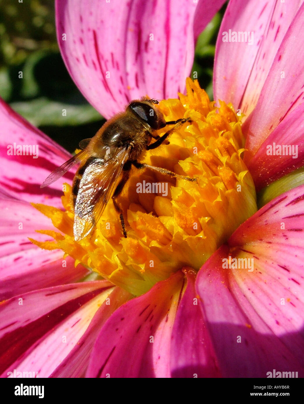 Un miele delle api per raccogliere il polline su una rosa viola singolo Dahlia presso il Dahlia Giardino prova a Point Defiance Park, Tacoma, WA, Stati Uniti d'America Foto Stock