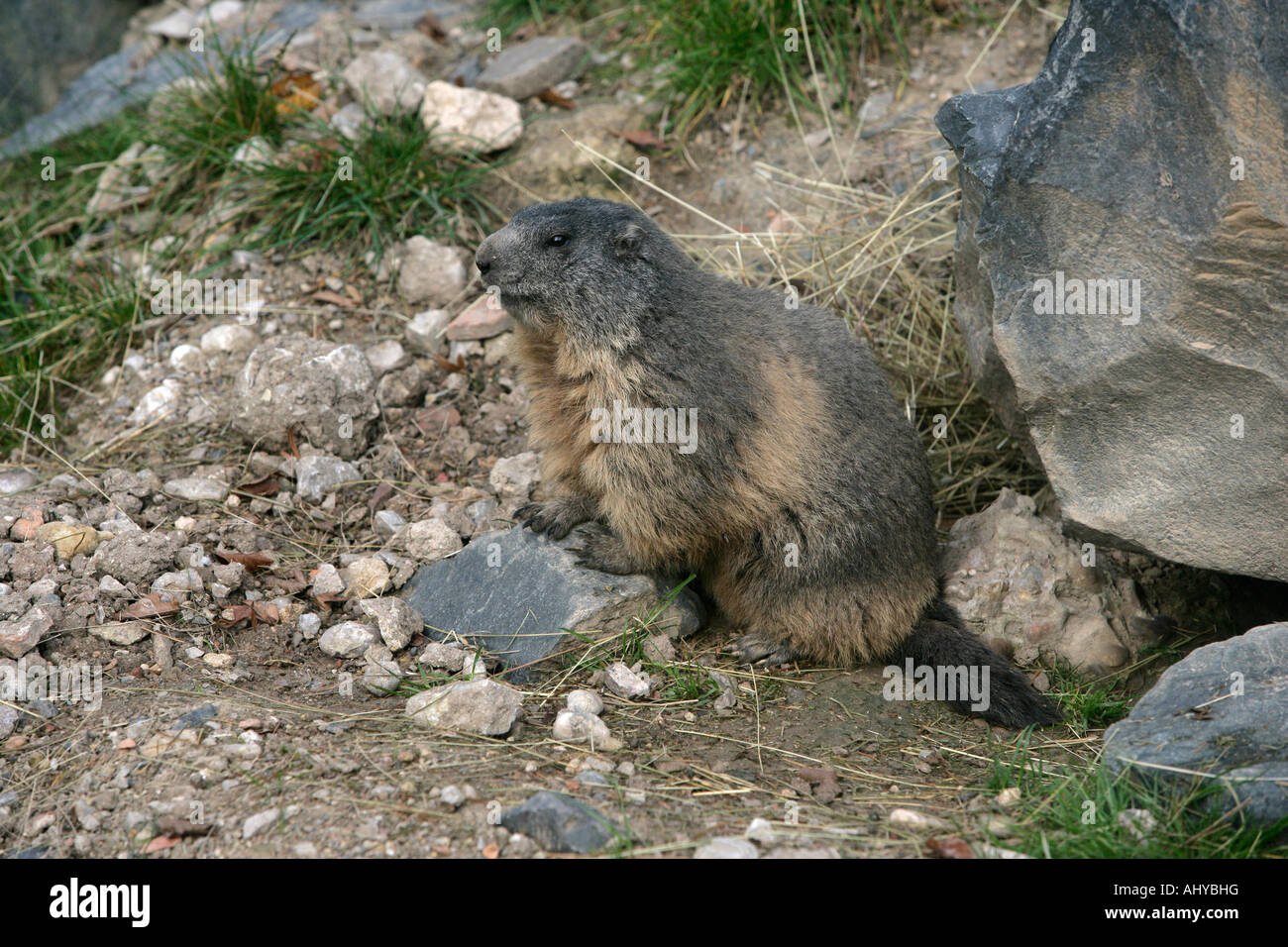 La marmotta alpina Marmota marmota Francia Foto Stock