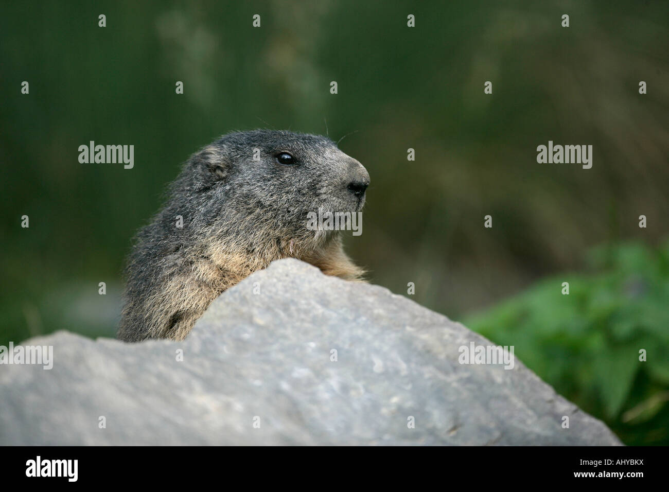 La marmotta alpina Marmota marmota Francia Foto Stock