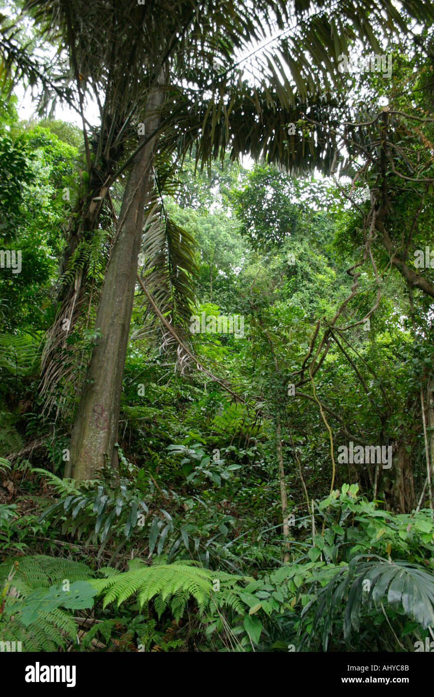 Il Bukit Nanas saldare ricreative foresta tropicale di riserva nel centro di Kuala Lumpur più antica riserva in Malesia foresta di pianura Foto Stock