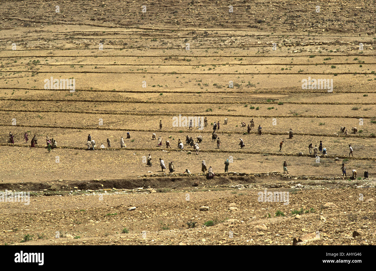 Una comunità rurale lavorare insieme, terrazzamenti loro siccità-arida campi per prevenire erosione di suolo quando la pioggia arriva. Tigray, Etiopia Foto Stock