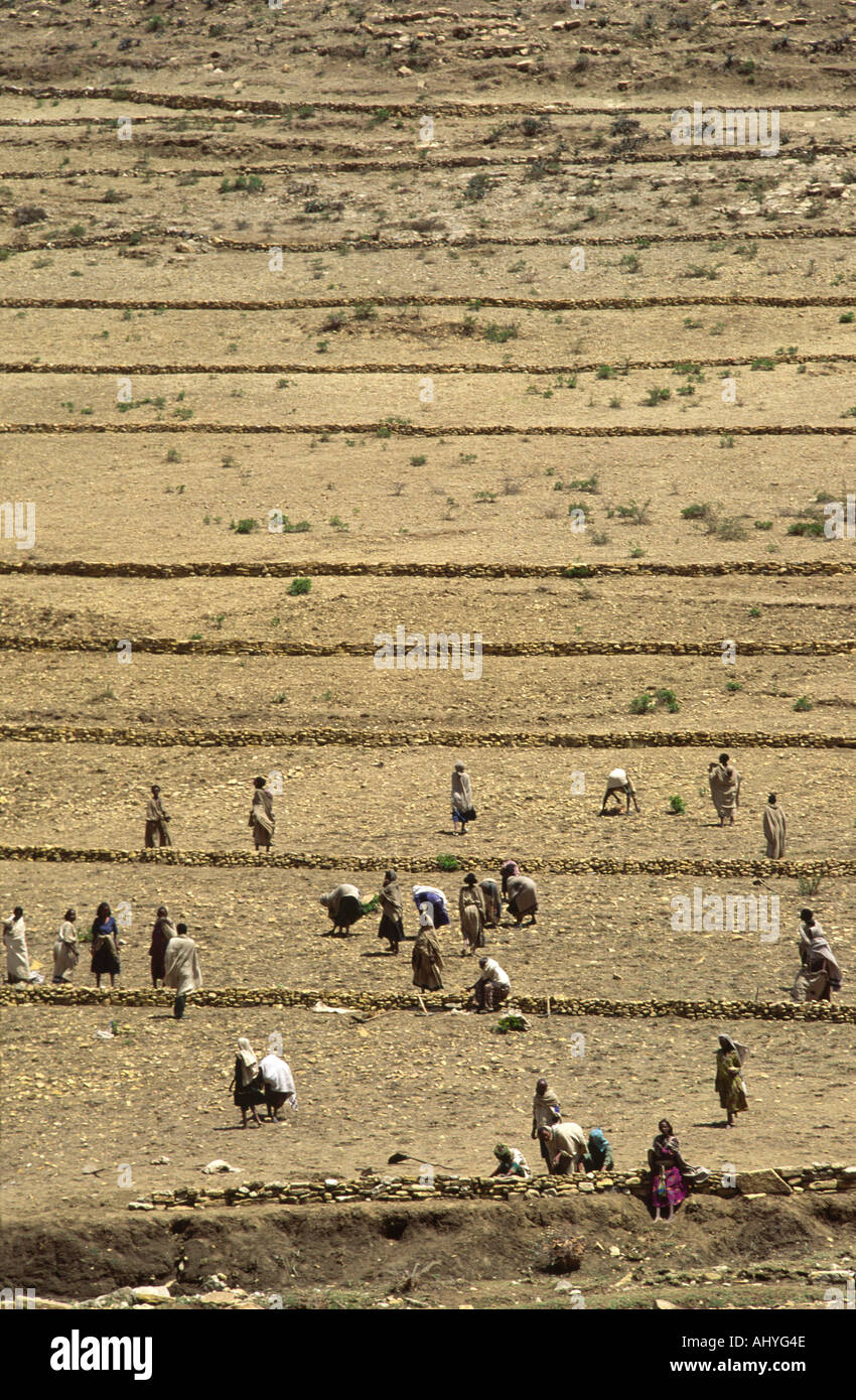 Una comunità rurale e lavorare insieme i terrazzamenti loro stoney, siccità-terra arida per prevenire erosione di suolo quando la pioggia arriva. No. Mekele, Tigray, Etiopia Foto Stock