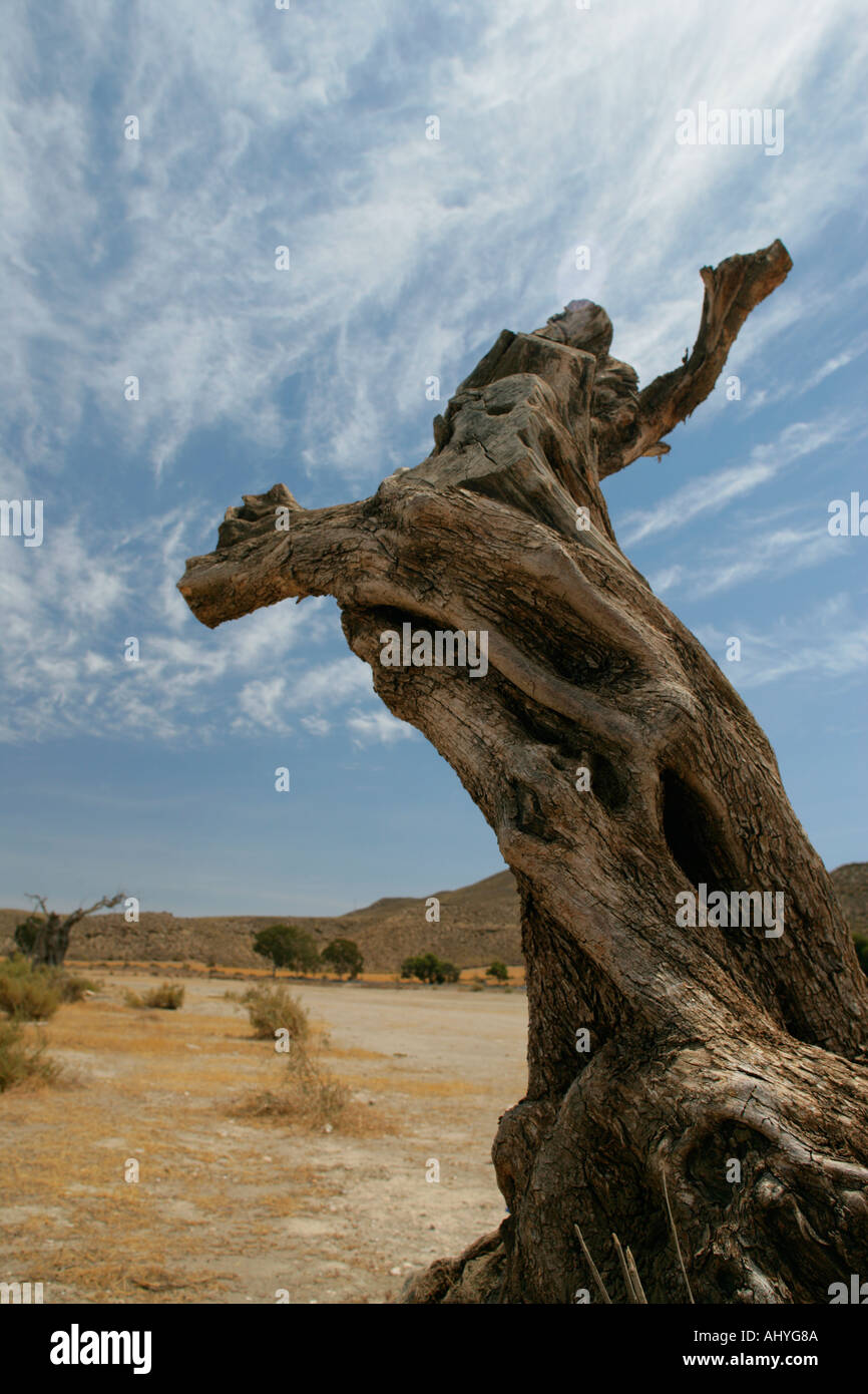 Albero morto in Sierra Nevada Andalusia Spagna dove il vecchio Spaghetti western sono state filmate Foto Stock