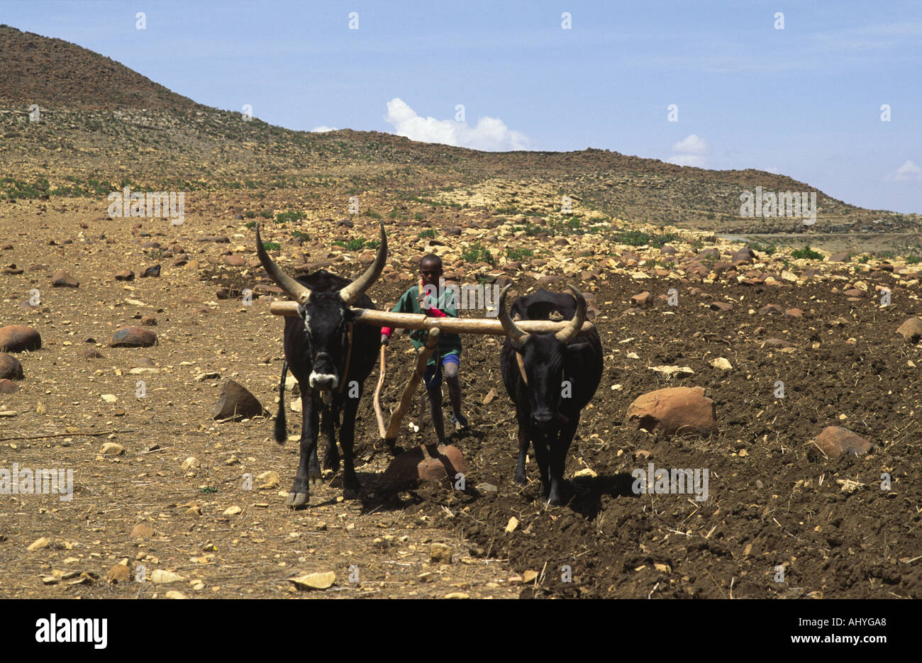 Ragazzo giovane aratura di colline pietrose con buoi in Etiopia settentrionale Foto Stock