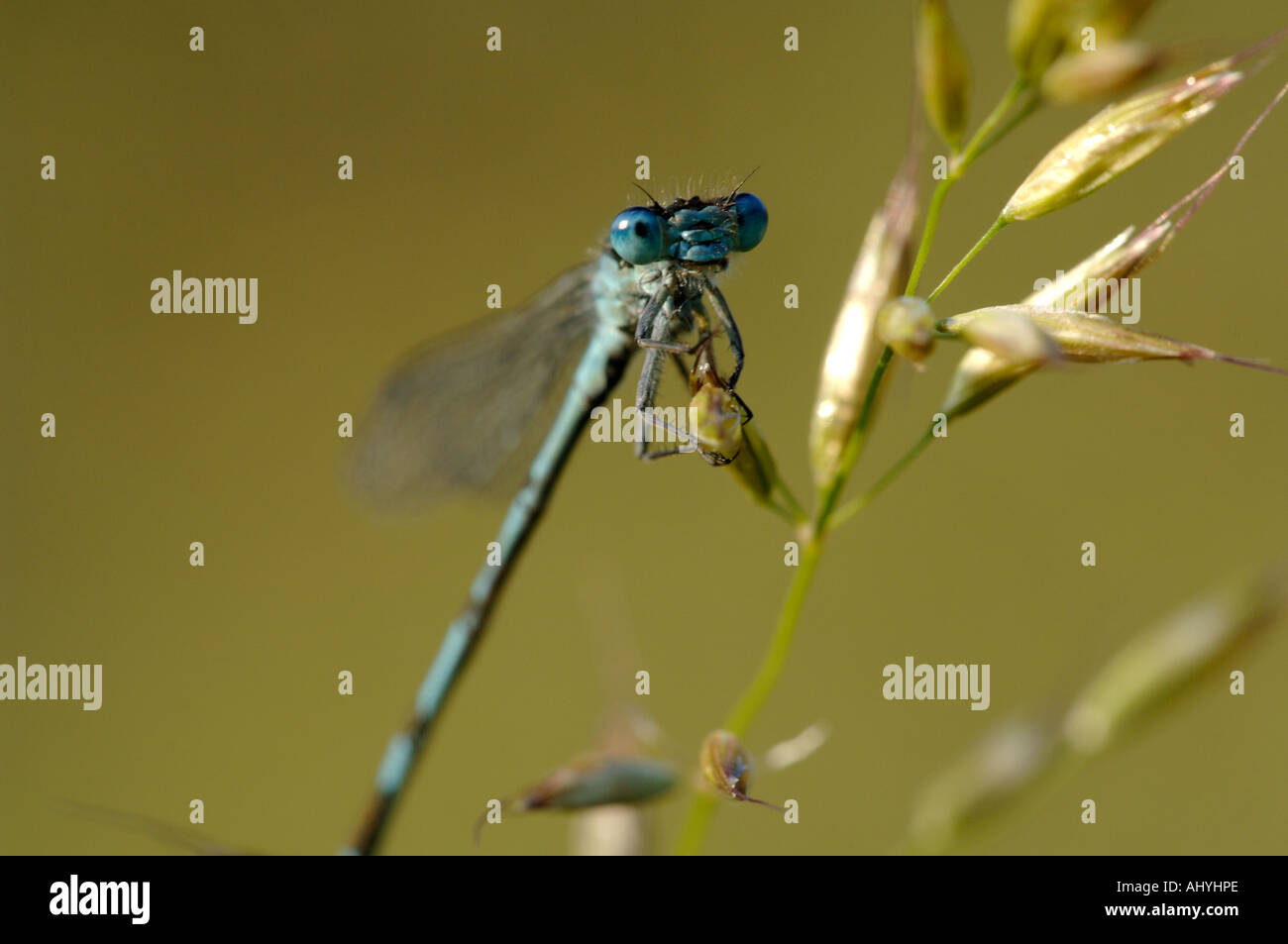 Blu faccia damselfly Foto Stock