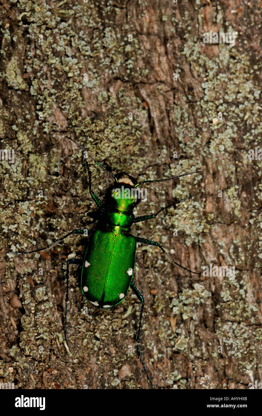 Green Tiger Beetle, Cicindela sexguttata, caduto sul tronco di albero Foto Stock